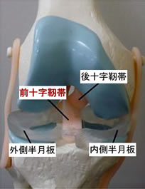 前十字靭帯再建術 Acl Ekc