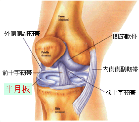 膝関節鏡手術について Ekc